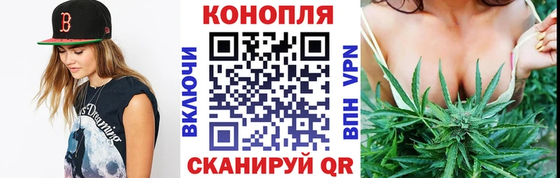Каннабис планчик Отрадное